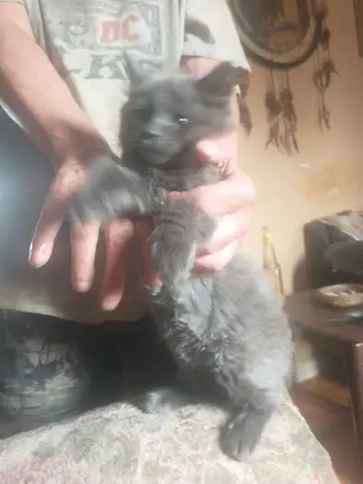 cat 10 week old, View more