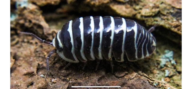 Isopods for sale in Other Pets for Rehoming in St. Albert - Image 4