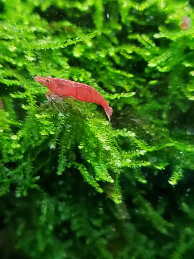 Cherry Neocaridina Shrimp & more! in Fish for Rehoming in Calgary - Image 3