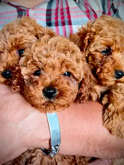 2 Beautiful Red Mini Poodles, View more