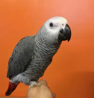 Baby African Grey Parrot $3900  Bebe Perroquet Gris D'Afrique, View more