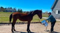 Yearling Dutch harness filly