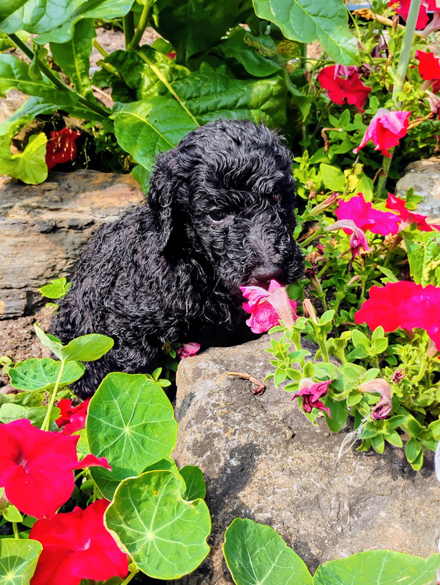 Adorables Goldendoodle dans Chiens et chiots à adopter  à Laval/Rive Nord
