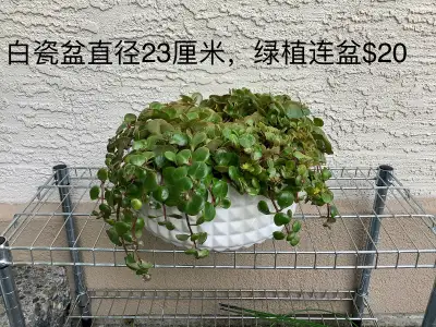 indoor plant with pot, View more