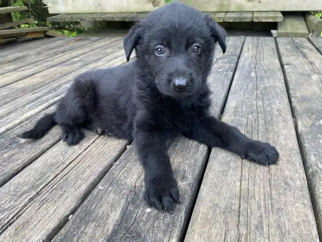 GERMAN  SHEPHERD ALL BLACK FEMALE PUPPY $1200 EUROPEAN  in Dogs & Puppies for Rehoming in Markham / York Region - Image 2