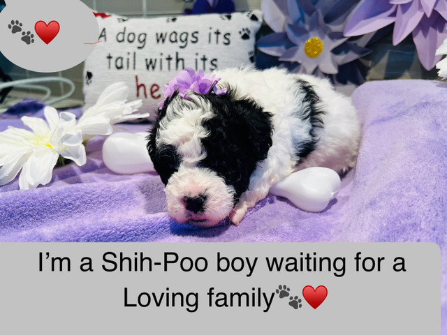 ♥️ SHIH POO PUPS  ONLY 1  BOY  LEFT♥️EXP BREEDER  30+ YRS ♥️ in Dogs & Puppies for Rehoming in Mississauga / Peel Region - Image 4