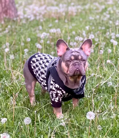 Adult French Bulldog for Rehoming – Lilac and Tan, View more