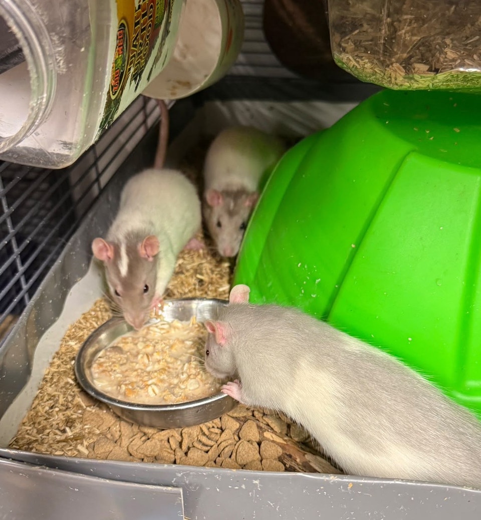 Friendly baby rats (3 months) looking for families | Small Animals for ...