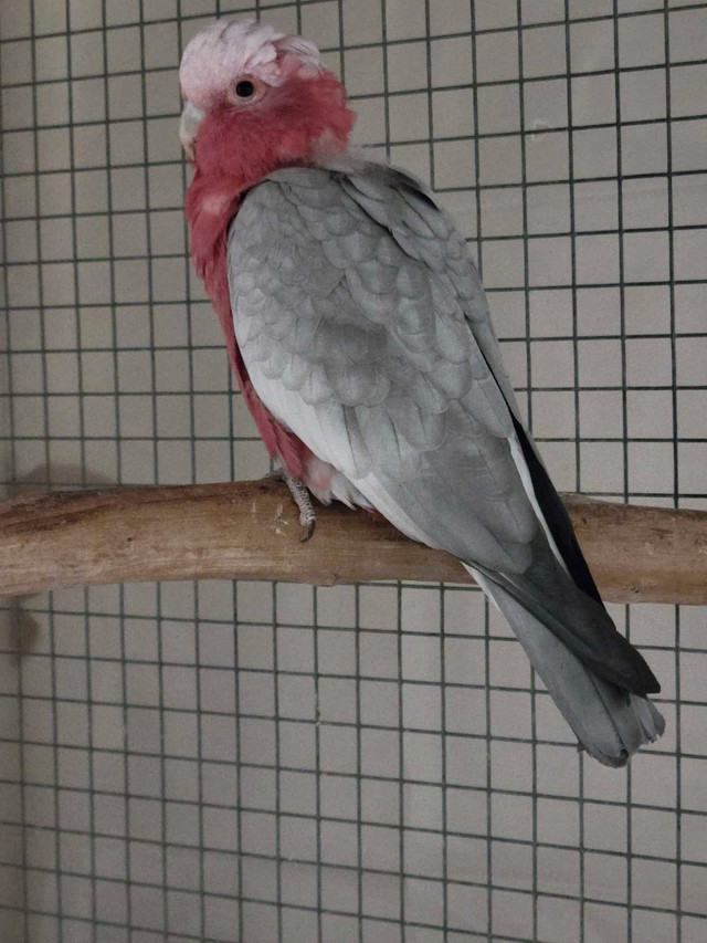 PROVEN ROSE BREASTED GALLAH COCKATOO FOR SALE in Birds for Rehoming in Oshawa / Durham Region - Image 2