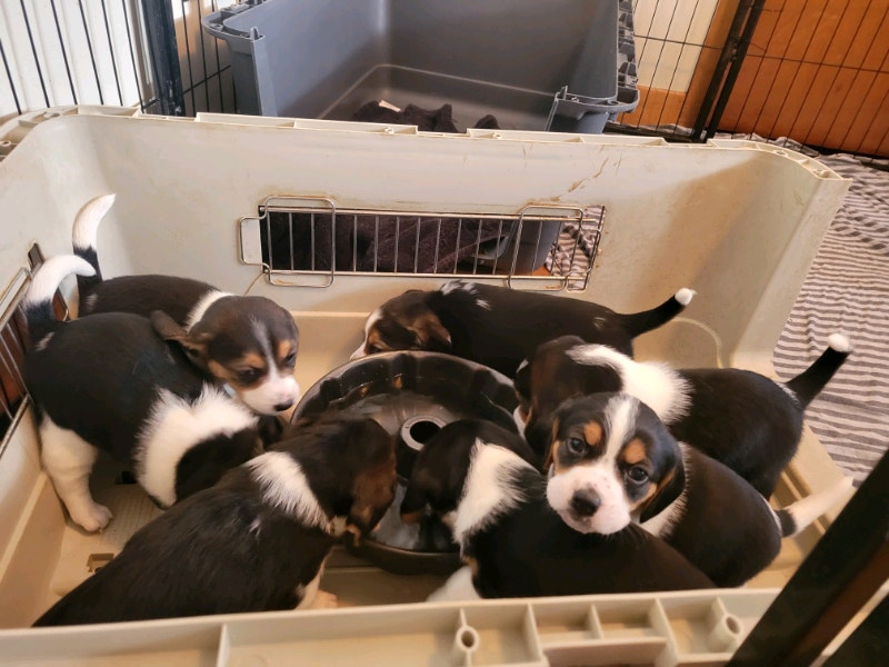 Beagle Puppies for Sale Dogs & Puppies for Rehoming Dartmouth Kijiji