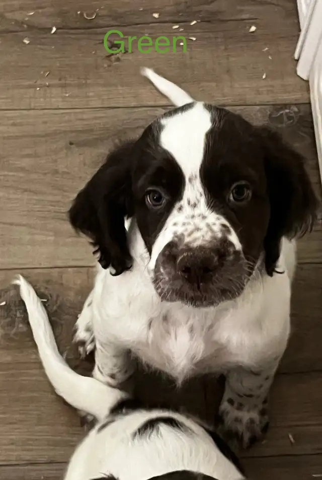 Epagneul Francais Puppy only 4 available in Dogs & Puppies for Rehoming in Oakville / Halton Region - Image 11