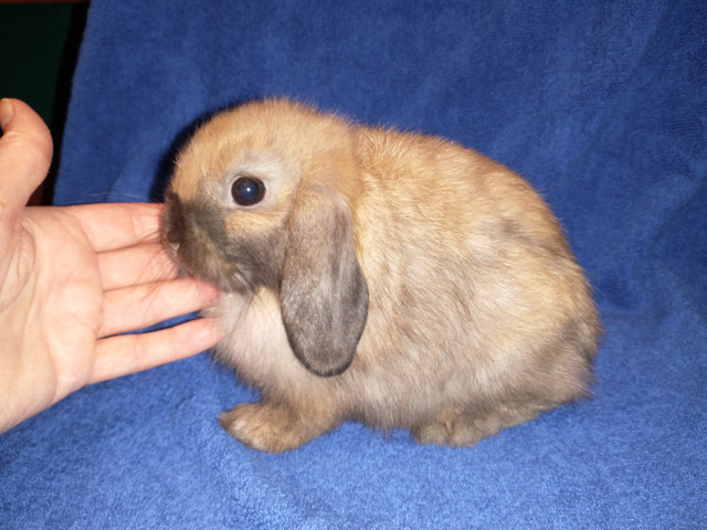 Bébés lapins béliers hollandais nains * dwarf Holland lop bunny dans Petits animaux à adopter  à Ville de Montréal - Image 4