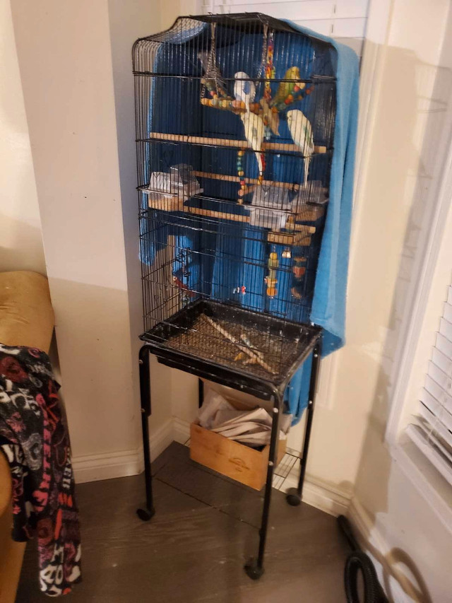Cage for sale with 5 hand trained budgies in Birds for Rehoming in City of Toronto