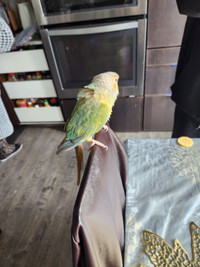Selling two conures separately