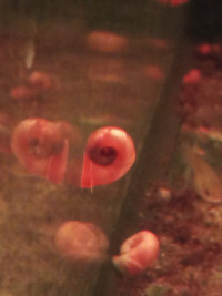 Pink Ramshorn snails