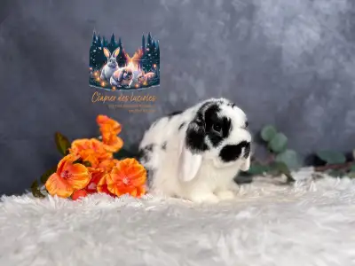 Neutered holland lop bunnies, View more