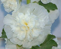 *Seeds* Hollyhock dble pure white