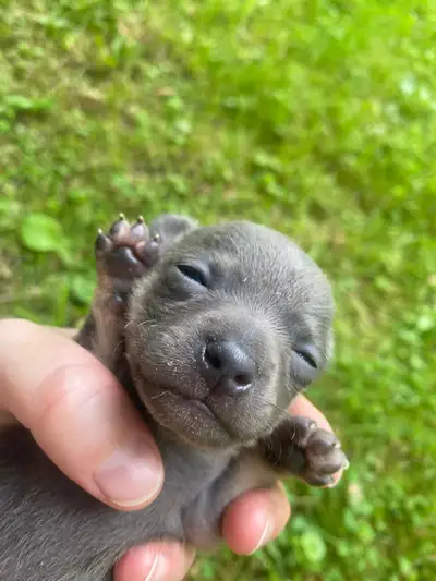 Blue & Tan Male Chihuahua Puppy!, View more