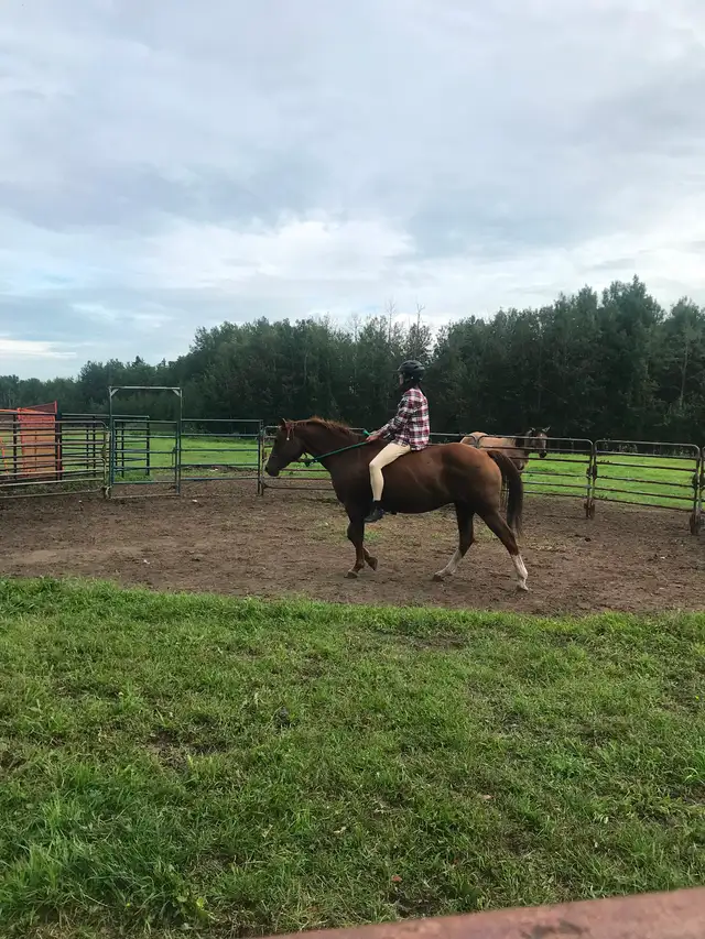 Gorgeous quarter horse mare for sale in Horses & Ponies for Rehoming in Edmonton - Image 3