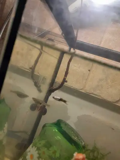 aquarium with mom dad and baby guppy, View more