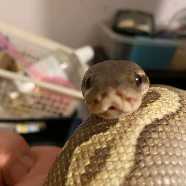 cinnamon Mohave het ultamel ballpython in Reptiles & Amphibians for Rehoming in Edmonton - Image 3