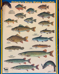 Ontario's Warm Water Gamefish poster on MDF Board Size 24"X 30"