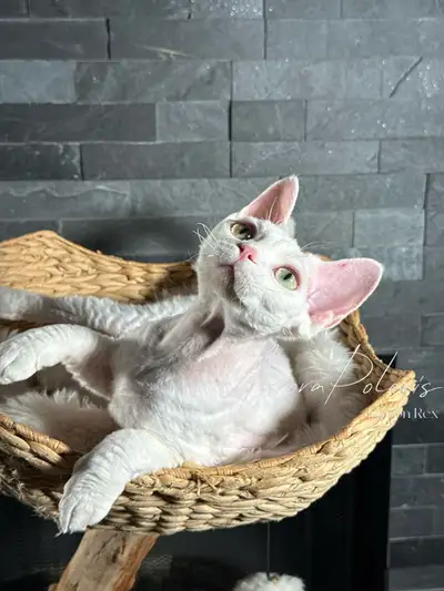 Beautiful White Devon Rex TICA & CFA , View more