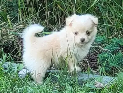 Brindle, Merle, LH Cream & Sable Chihuahuas, View more