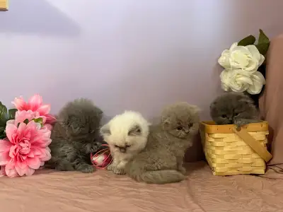 Beautiful Purebred Scottish Fold Long Hair 3 LEFT!, View more
