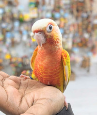 Baby High-Red Sun-Cheeked Conures 