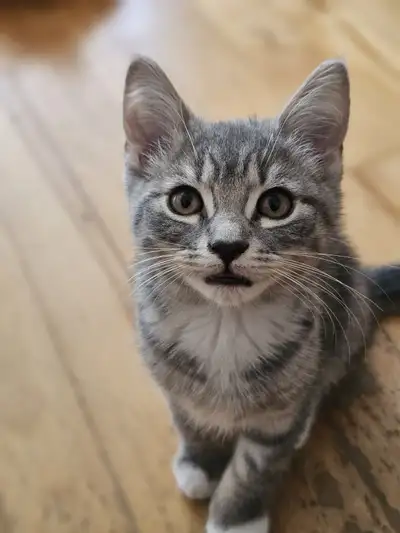 Little tiger  British shorthair Amazing Chaton Kittens, View more