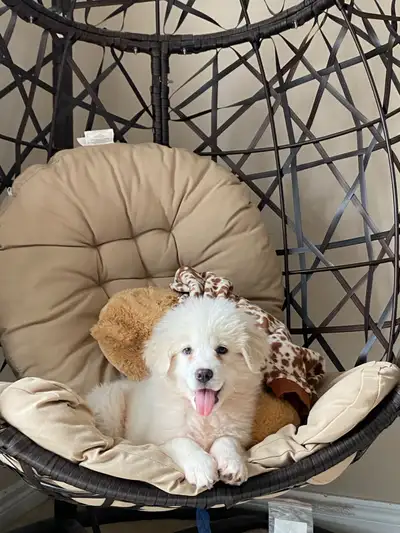 Great Pyranees Puppy, View more