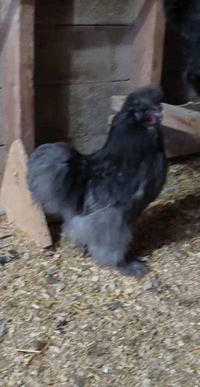 Silkie  rooster, View more