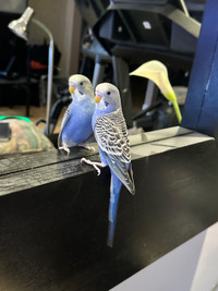 Pending-Male Sky/violet Blue Baby Budgie  