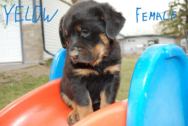 rottweiler puppies in Dogs & Puppies for Rehoming in Edmonton - Image 3