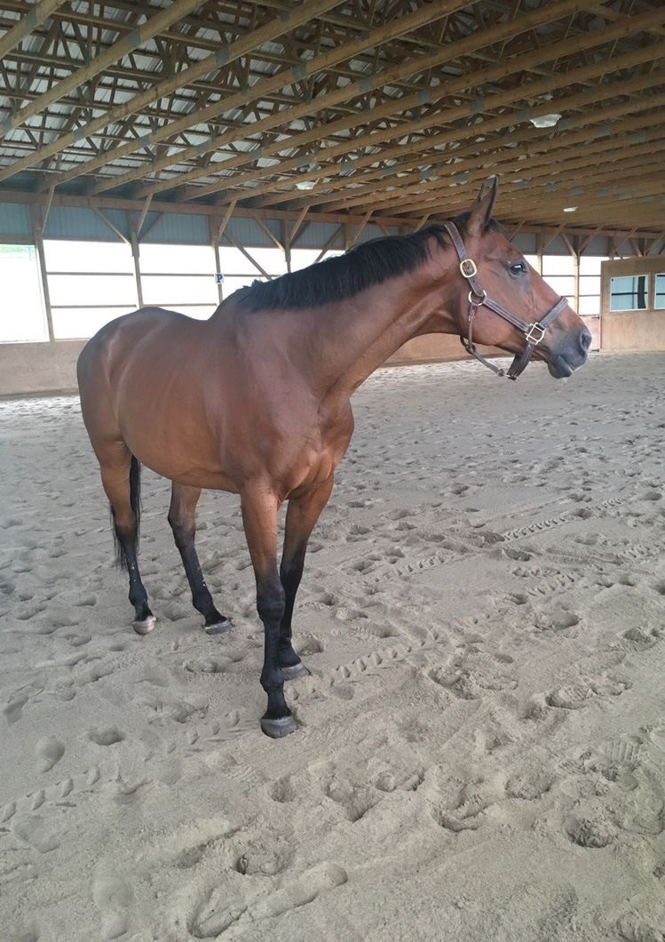 5 yr old thoroughbred for sale!! Horses & Ponies for Rehoming