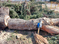 LARGE Colorado Blue Spruce logs for sale