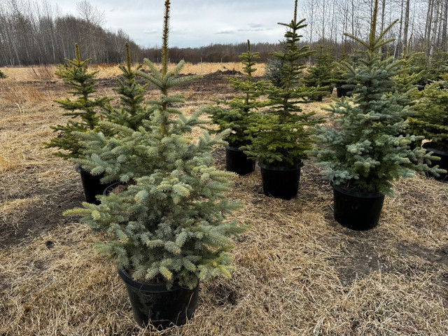 Blue Spruce Trees for sale  in Plants, Fertilizer & Soil in La Ronge - Image 2