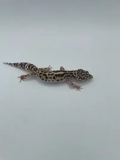 snow (mack) leopard gecko, View more