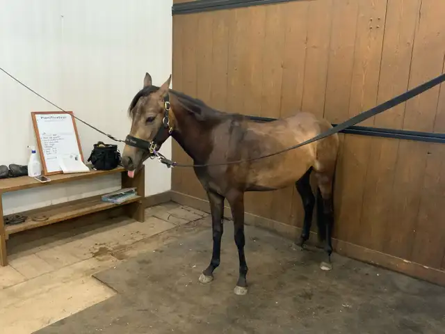 Buckskin welsh mare 3yo in Horses & Ponies for Rehoming in Granby - Image 2