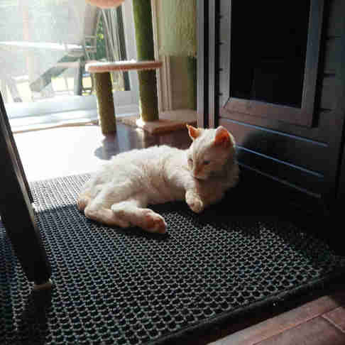 Magnifiques Highland lynx dans Chats et chatons à adopter  à Laurentides