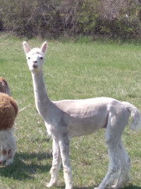 Male alpaca for sale