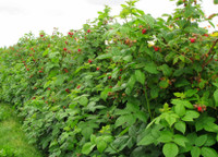 Raspberry canes for sale
