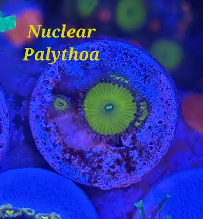 Nuclear green palythoa - saltwater coral frag , View more