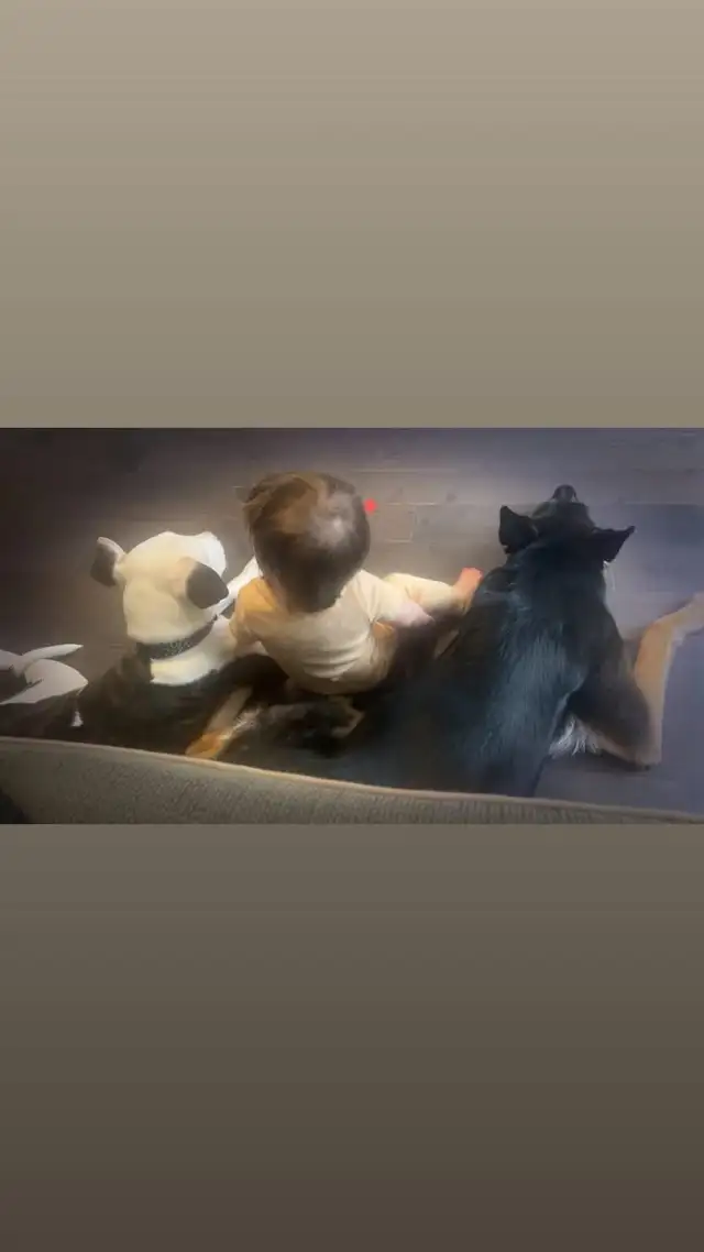 Dogo/ bully female in Dogs & Puppies for Rehoming in Brantford - Image 9