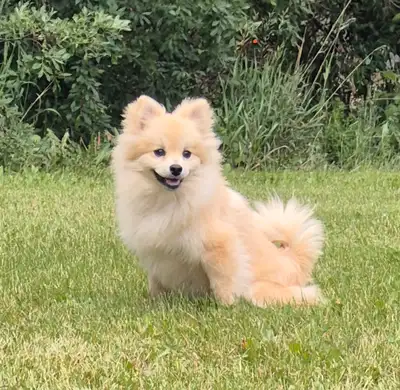 Pomeranian for rehoming, View more