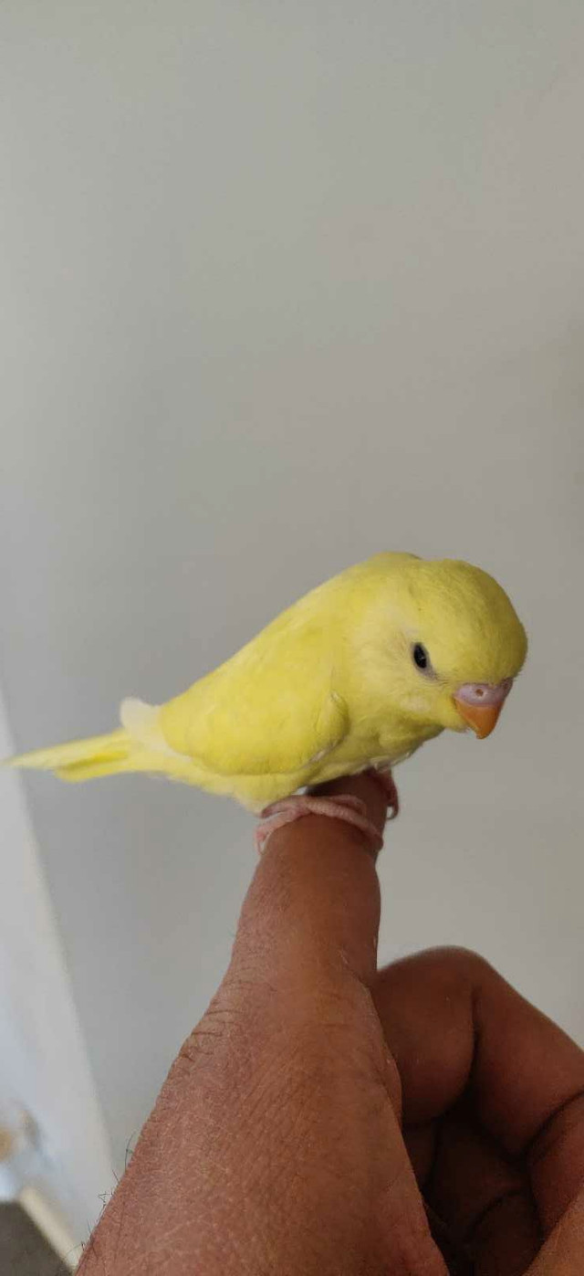 Budgies lost  in Lost & Found in Calgary