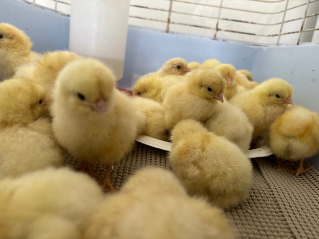 Bresse Chicks  in Livestock in Trenton