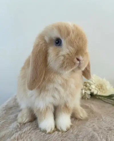 affectueuse - YEUX BLEUS bébé lapin bélier hollandais nain, View more