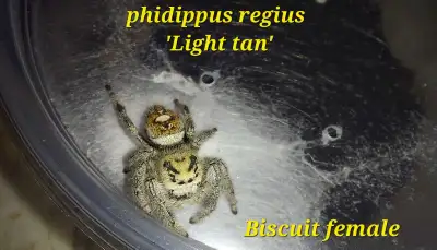 Phidippus regius 'Light tan' NEW , View more